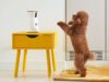 The Best Pet Cameras to Ease Separation Anxiety